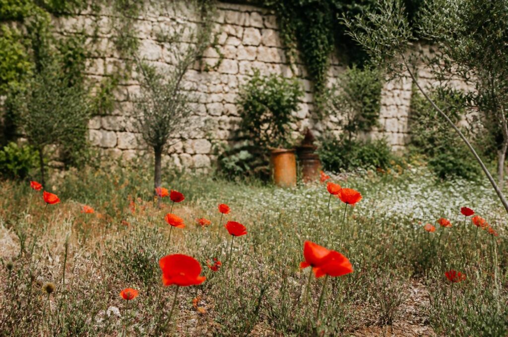 Prairie fleurie de coquelicots rouges au bord d'un jardin avec un mur de pierre