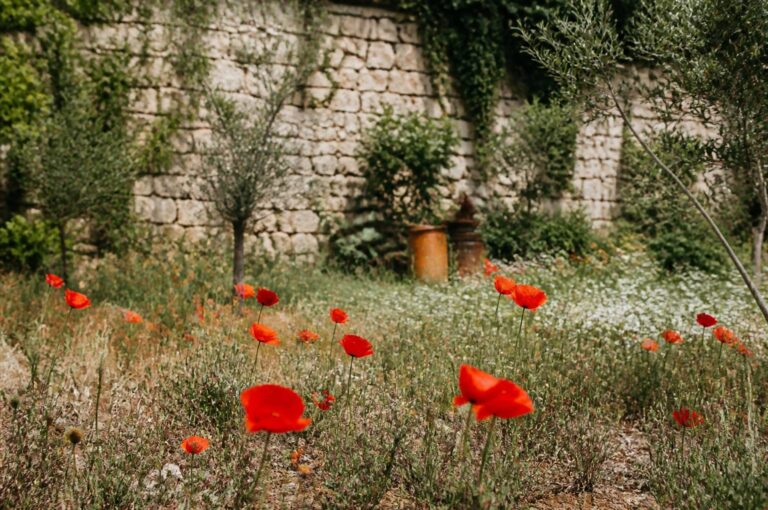 Coquelicot : culture, semis et entretien au jardin